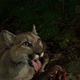 Illustration for article titled Oh Hai! Amazing Photos Capture LAs Newest Baby Mountain Lions